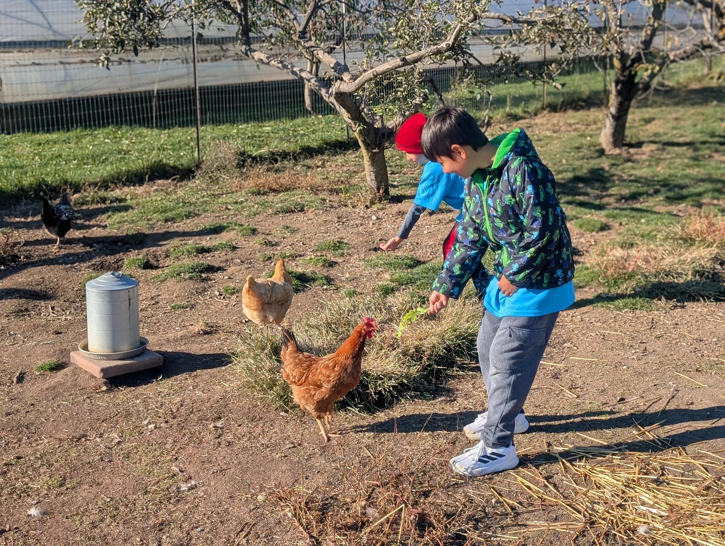 Learners feeding chickens on a field trip