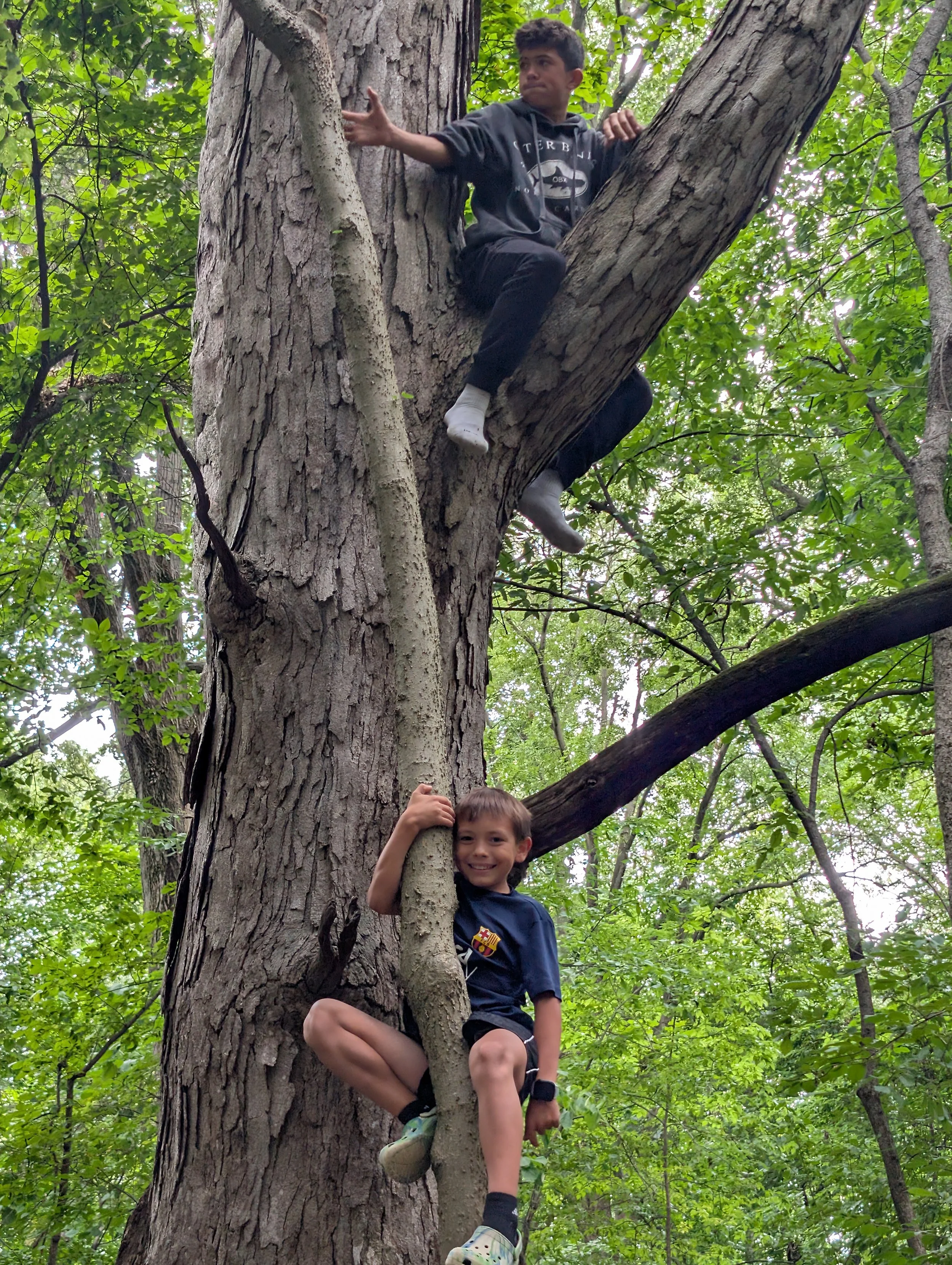 Waldorf Education: Students at Acton Academy climbing trees in the woods